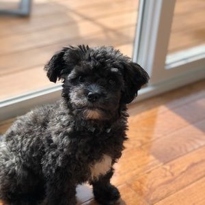 Meet your Posher, Ava